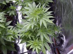 Opium Paradise seeds Ps (4)