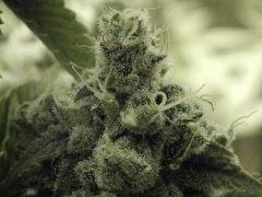 Paradise Seeds Opium Flo 64 (26)
