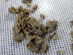 Paradise Seeds Opium Ice O (6)