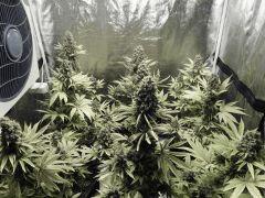 Opium Paradise Seeds (10)