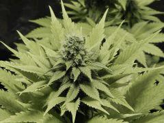 Paradise Seeds Opium (14)