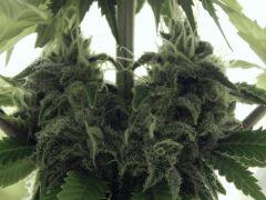 Paradise Seeds Opium (12)
