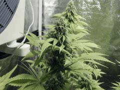 Opium Paradise Seeds  (9)