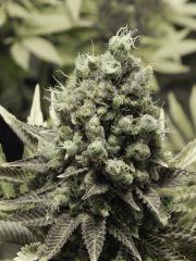 Paradise Seeds Opium  (9)