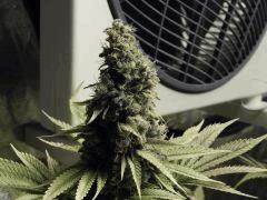 Paradise Seeds Flo68 (4)