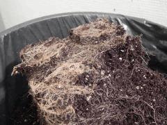 Opium Paradise Seeds Cut (34).JPG