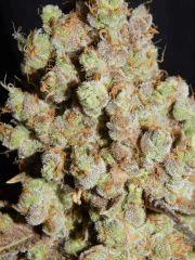 Flo 83 Paradise Seeds Opium (24)