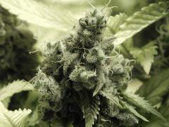 Paradise Seeds Opium Flo 60 (36)