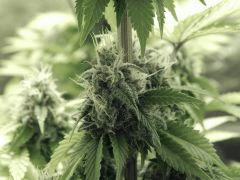 Paradise Seeds Opium (13)