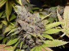 Flo 83 Paradise Seeds Opium (3)