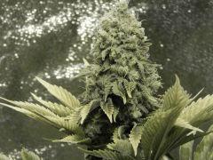 Paradise Seeds Opium Flo50 (7)