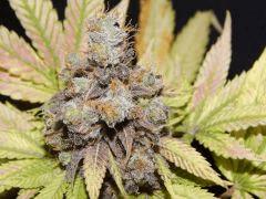 Flo 83 Paradise Seeds Opium (8)