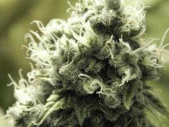 Paradise Seeds Opium Flo50 (19)