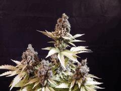 Flo80 cut2  Opium Paradise Seeds (32)