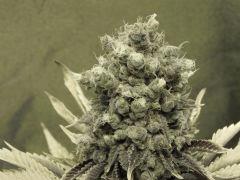 Paradise Seeds Flo68 (19)