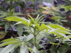 Opium Paradise Seeds rempot (15)