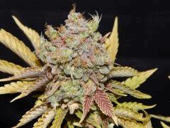 Flo80 cut2  Opium Paradise Seeds (24)