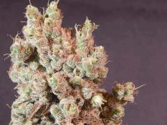 Opium Paradise Seeds Cut (8)