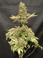 Opium Paradise Seeds Cut (2)