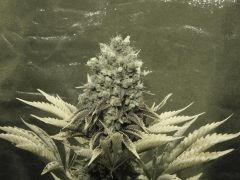 Paradise Seeds Opium Flo 64 (15)