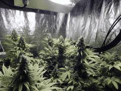 Paradise Seeds Opium Flo50 (1)