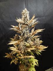 Flo80 cut2  Opium Paradise Seeds (1)