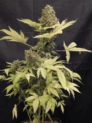 Opium Paradise Seeds Cut (12)