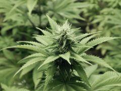 Paradise Seeds Opium Flo (8)