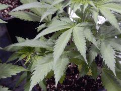 Opium Paradise Seeds (3)