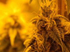 Paradise Seeds Opium (19)