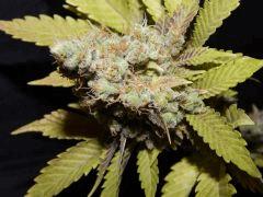 Flo 83 Paradise Seeds Opium (20)