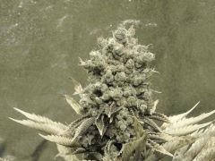 Paradise Seeds Opium  (20)