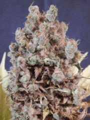 Opium Paradise Seeds Cut (26)
