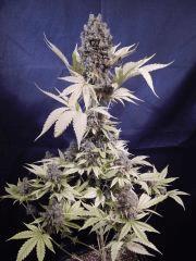 Opium Paradise Seeds Cut (21)