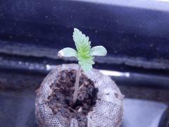 Opium (8)