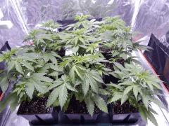 Opium Paradise Seeds (2)