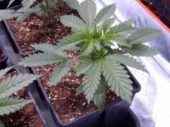 Opium Paradise seeds (9)