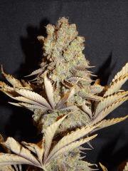 Flo80 cut2  Opium Paradise Seeds (4)