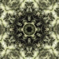 opium paradise seeds.jpg