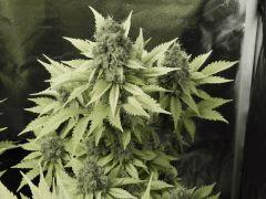 Paradise Seeds Opium Flo 64 (17)