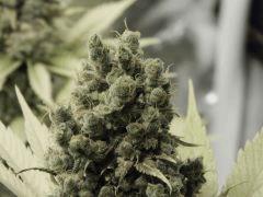 Opium Paradise Seeds (4)