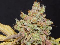 Flo80 cut2  Opium Paradise Seeds (30)