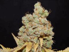 Flo80 cut2  Opium Paradise Seeds (40)