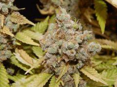 Flo80 cut2  Opium Paradise Seeds (35)