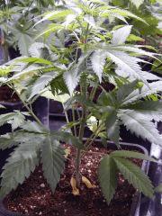 Opium Paradise Seeds rempot (9)