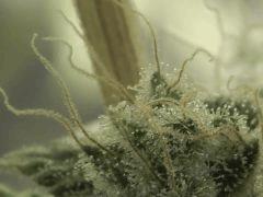 Paradise Seeds Opium Flo 64 (25)