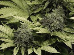 Paradise Seeds Opium Flo 60 (39)