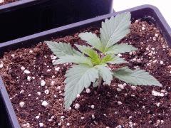JDC Opium Paradise seeds (11)