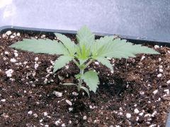 JDC Opium Paradise seeds (13)
