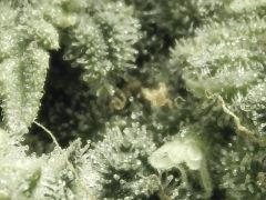 Macro Opium (2)